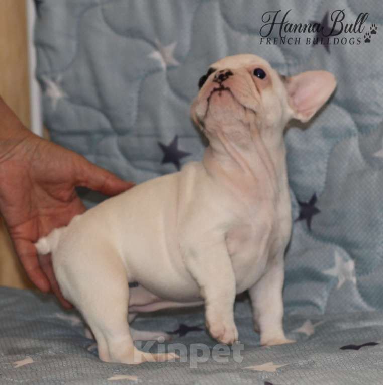 Собаки в Санкт-Петербурге: Белая девочка французский бульдог в палевой шапочке Девочка, 74 000 руб. - фото 9
