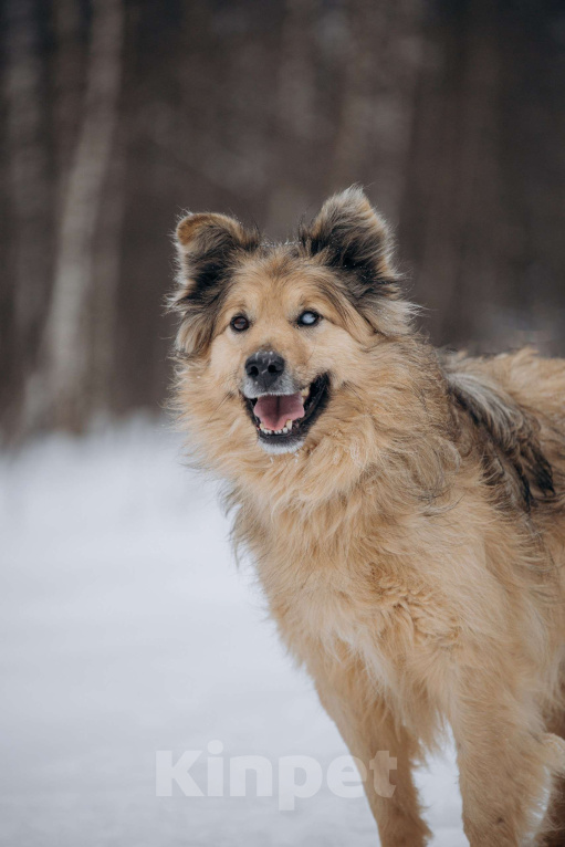 Собаки в Москве: Ласковый мальчик в добрые руки! Мальчик, Бесплатно - фото 9
