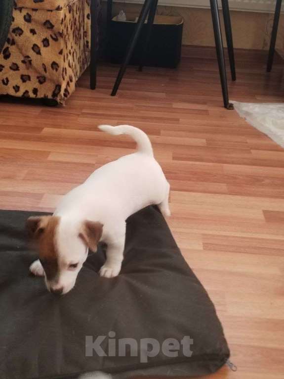 Собаки в Великом Новгороде: Щенки Джек Рассел терьер Девочка, 15 000 руб. - фото 6