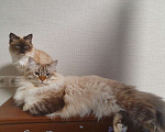 Кошки в Москве: Котята Рэгдолл Разнополые, 50 000 руб. - фото 5