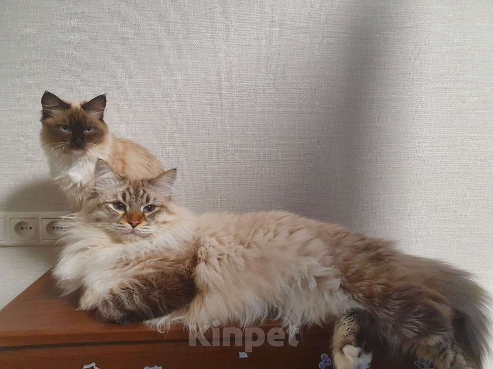 Кошки в Москве: Котята Рэгдолл Разнополые, 50 000 руб. - фото 5