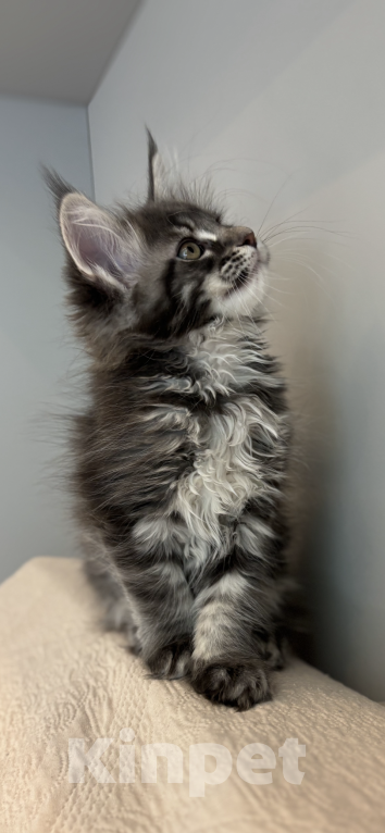 Кошки в Москве: Котята из питомника Status Joy  Девочка, Бесплатно - фото 3