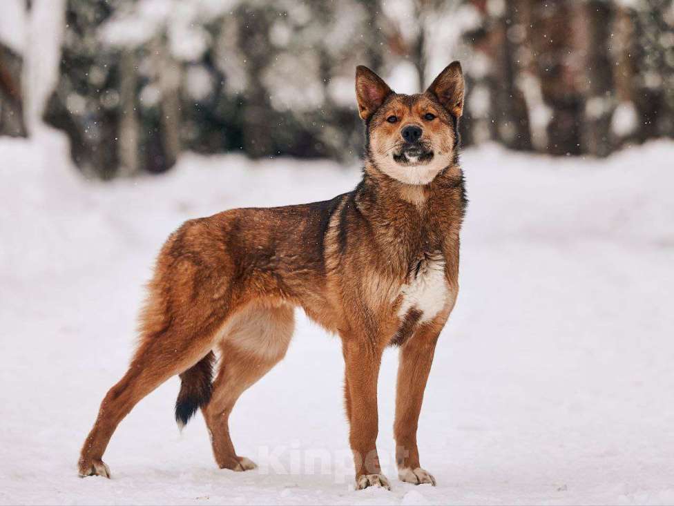 Собаки в Лосином-Петровском: Алиса якутенок Девочка, Бесплатно - фото 2