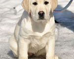 Собаки в Задонске: Девочка Лабрадора Девочка, 50 000 руб. - фото 6