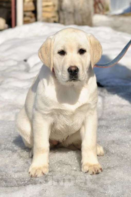 Собаки в Задонске: Девочка Лабрадора Девочка, 50 000 руб. - фото 6