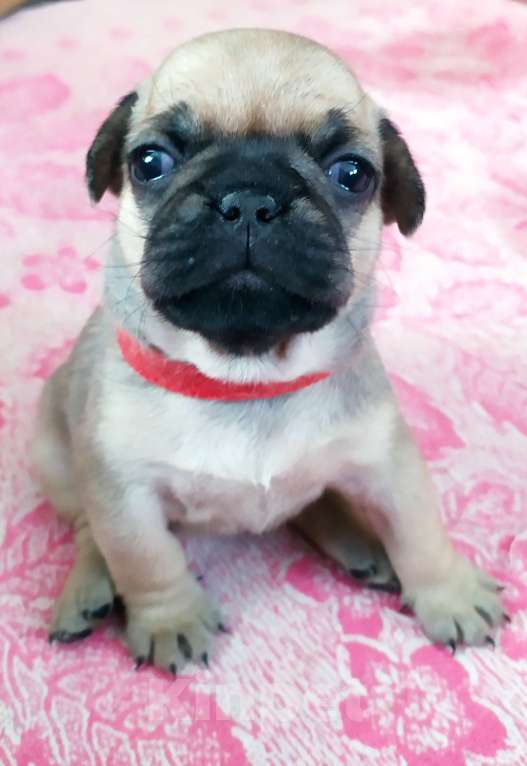 Собаки в Невьянске: Щенки мопса Девочка, 23 000 руб. - фото 2