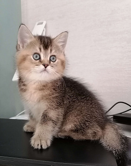 Шотландский прямоухий котёнок