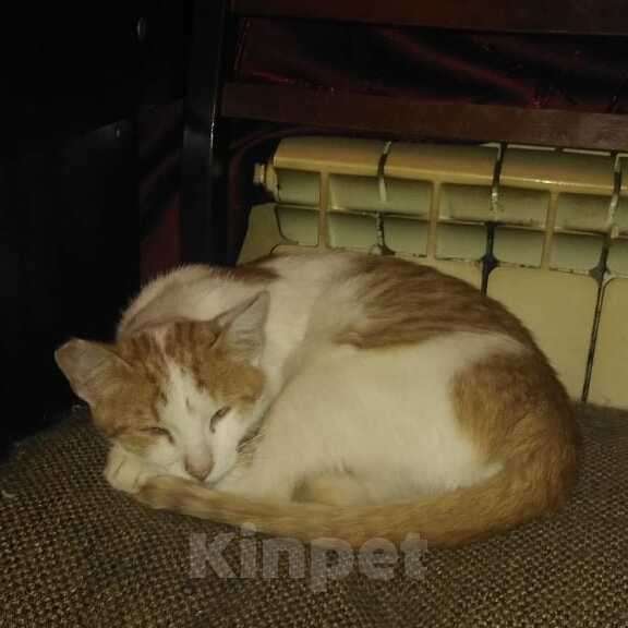 Кошки в Москве: Рыжий котёнок Серго в добрые руки Мальчик, 1 руб. - фото 4