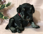 Собаки в Уфе: Щенки цвергшнауцера черный с серебром  Девочка, 40 000 руб. - фото 1