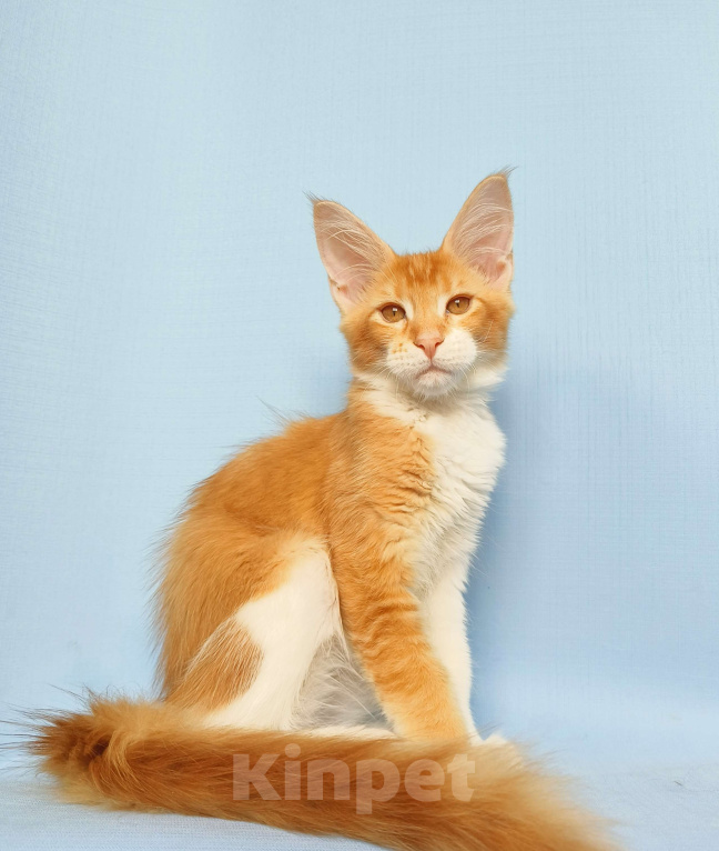 Кошки в Москве: Котёнок Мейн-Кун. Мальчик Мальчик, 50 000 руб. - фото 4