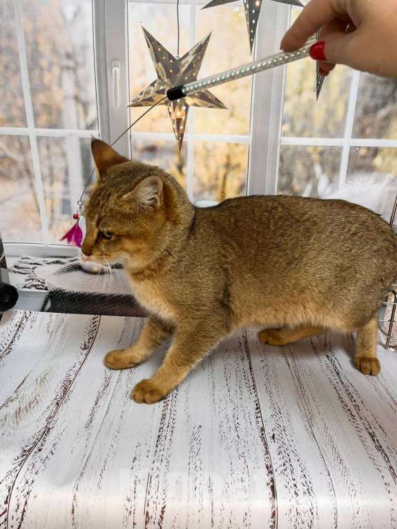 Кошки в Геленджике: Чаузи ф3 кошечка Девочка, 35 000 руб. - фото 2