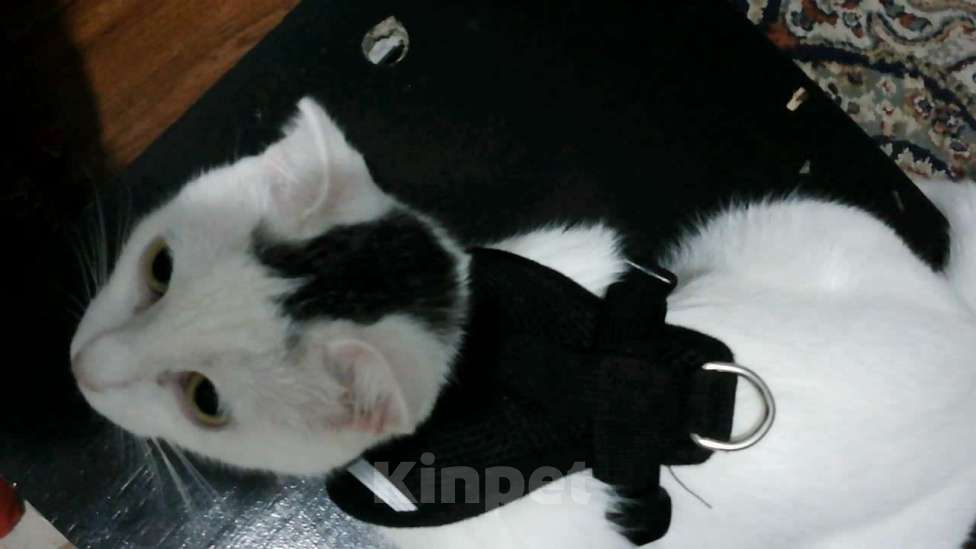 Кошки в Махачкале: котенок девочка в добрые руки Девочка, Бесплатно - фото 3