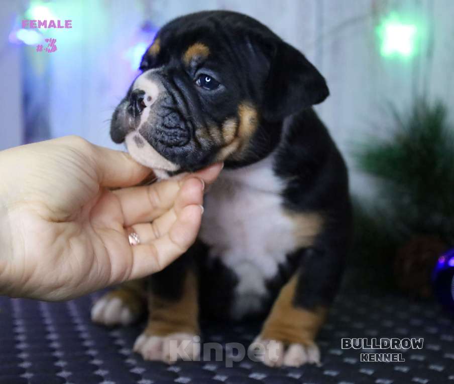 Собаки в других городах Воронежской области: Девочка староанглийский бульдог Девочка, 80 000 руб. - фото 9
