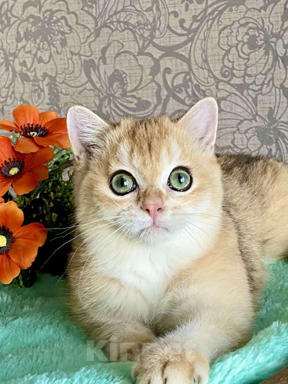 Кошки в Екатеринбурге: Золотце с изумрудными глазами Мальчик, Бесплатно - фото 2