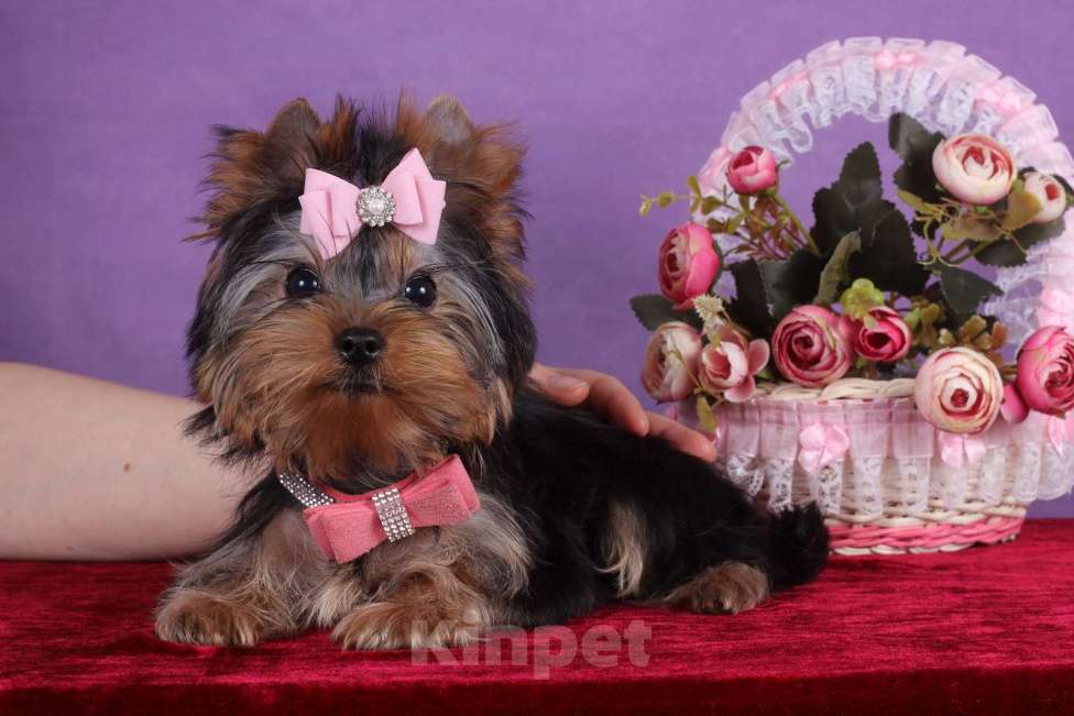 Собаки в Москве: Йоркширский терьер мини девочка Любава РКФ. Девочка, 65 000 руб. - фото 4