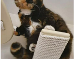Кошки в Москве: Британская короткошёрстная, взрослая кошка Девочка, Бесплатно - фото 1