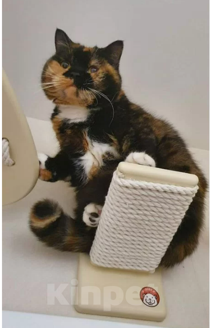 Кошки в Москве: Британская короткошёрстная, взрослая кошка Девочка, Бесплатно - фото 1