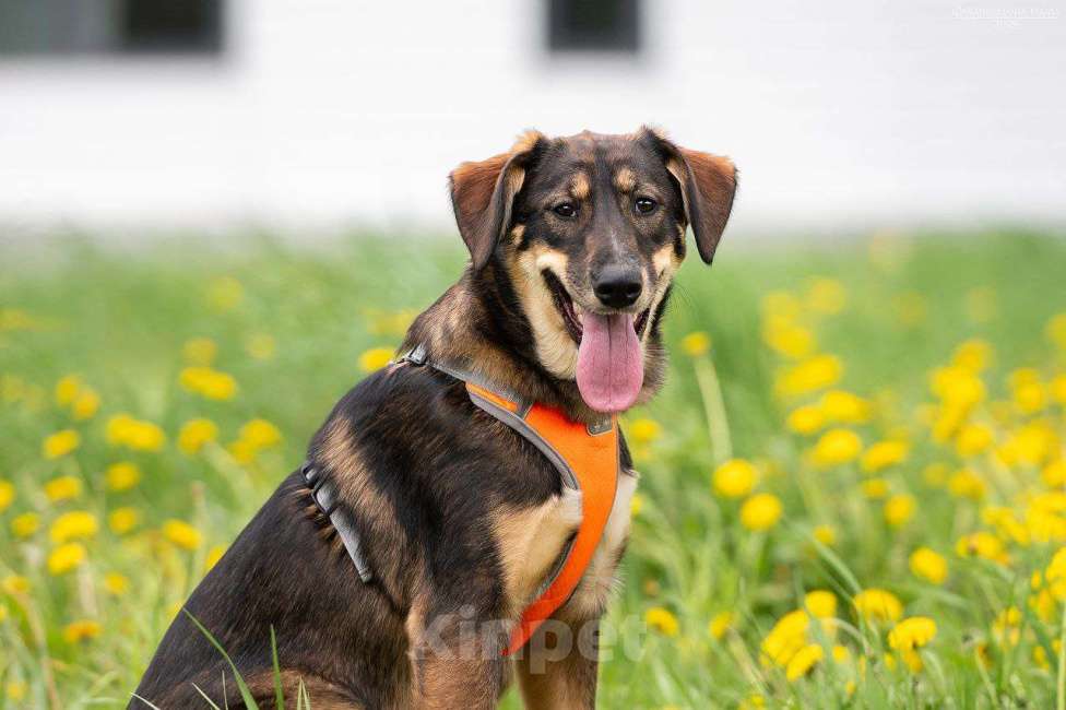 Собаки в Москве: Ариэль ищет свою любящую семью  Девочка, Бесплатно - фото 1