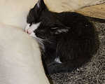 Кошки в Серпухове: Чудо котенок от кошки мышеловки Черно-белый  Мальчик, 1 руб. - фото 5