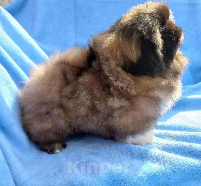 Собаки в Самаре: Пекины Императорская собака Мальчик, Бесплатно - фото 4