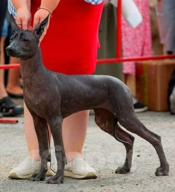 Собаки в Кемерово: ксолоитцкуинтли щенок Девочка, 70 000 руб. - фото 5