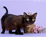 Кошки в Ростове-на-Дону: Американская Бурма котята Девочка, Бесплатно - фото 9