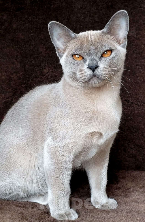 Кошки в Краснодаре: Бурманкий котёнок Девочка, Бесплатно - фото 2