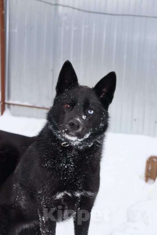 Собаки в Раменском: Плюша ищет семью Девочка, Бесплатно - фото 1
