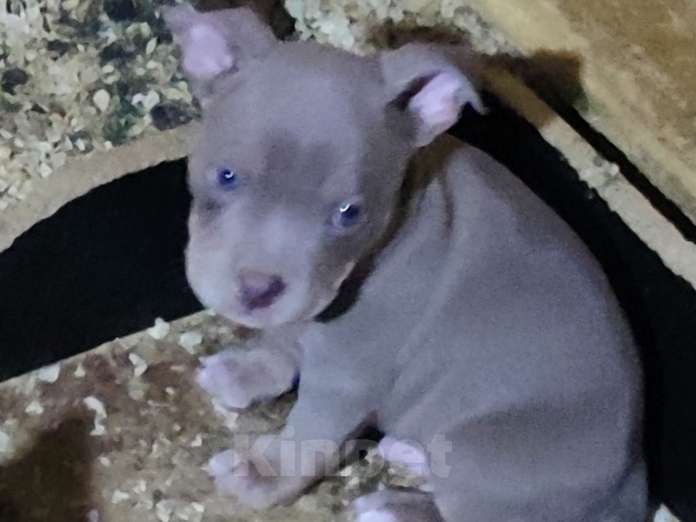 Собаки в других городах Ленинградской области: Щенки ищут родительский дом Мальчик, 100 000 руб. - фото 3