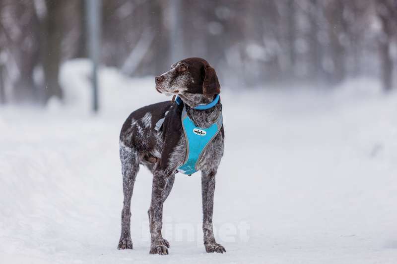 Собаки в Москве: Девочка Курцхаар по имени Мона в добрые руки Девочка, 1 руб. - фото 3
