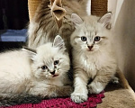 Кошки в Саратове: Породистые котята Мальчик, 15 000 руб. - фото 1