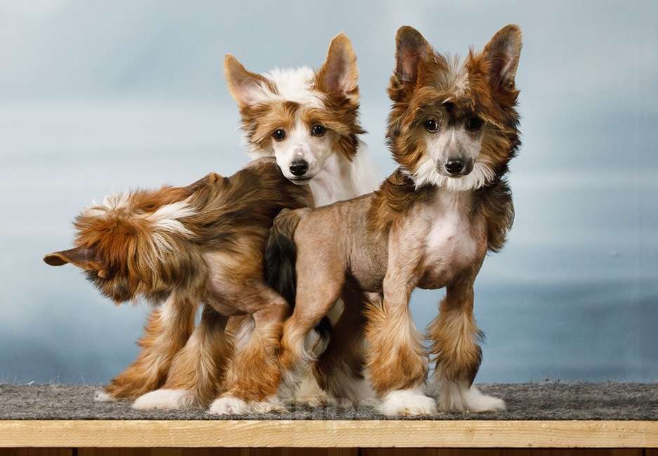 Собаки в Москве: Китайская хохлатая подрощенный щенок Мальчик, Бесплатно - фото 2