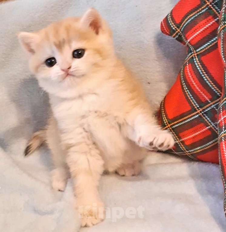 Кошки в Москве: Кошечка BSH by12 Девочка, 50 000 руб. - фото 2