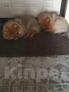 Собаки в Челябинске: Продам 2 щенков Мальчик, 20 000 руб. - фото 4