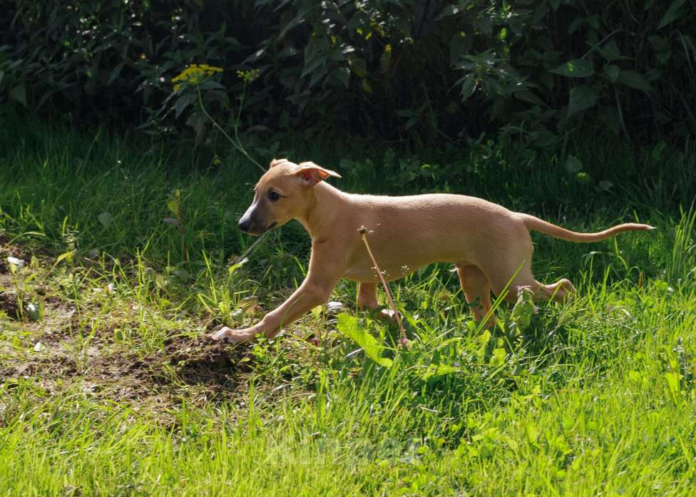 Собаки в Кубинке: Щенок уиппета Мальчик, Бесплатно - фото 5