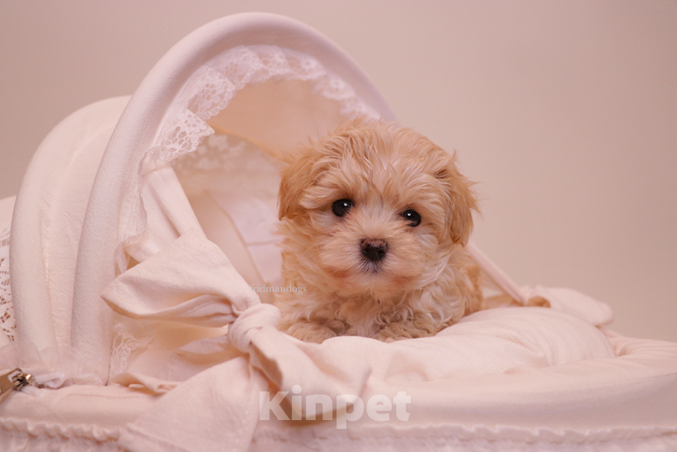 Собаки в Москве: Мальтипу F1 мини  Девочка, Бесплатно - фото 3