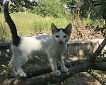 Кошки в Кузнецке: Котята, 1 руб. - фото 1