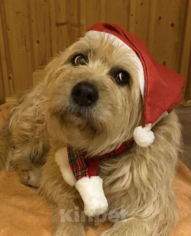 Собаки в Москве: Замечательная Лиза в добрые руки.  Девочка, Бесплатно - фото 6