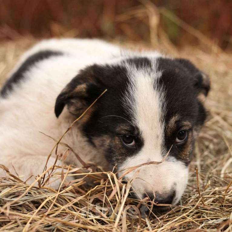 Собаки в Москве: Двухмесячный щенок девочка попала в вольер 🆘️ Срочно нужен дом  Девочка, Бесплатно - фото 5