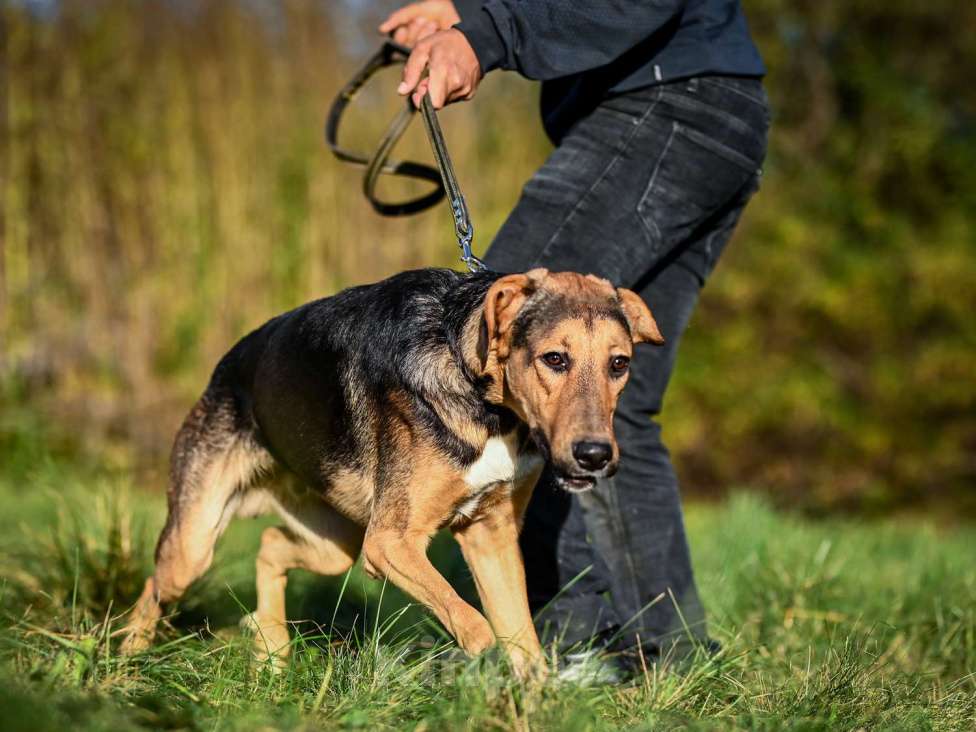 Собаки в Москве: Домашняя собака в добрый руки Мальчик, Бесплатно - фото 6