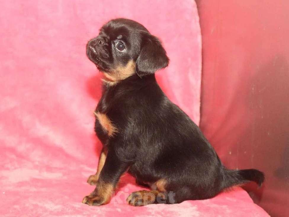 Собаки в Санкт-Петербурге: Очаровательный щенок  Девочка, 80 000 руб. - фото 3