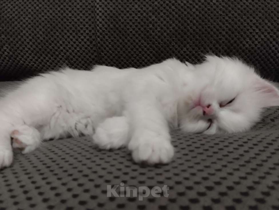 Кошки в Ростове-на-Дону: белый котёнок девочка Девочка, 1 900 руб. - фото 3