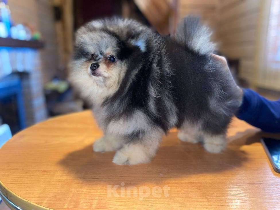 Собаки в Екатеринбурге: Малыш шпица Мальчик, 50 000 руб. - фото 1