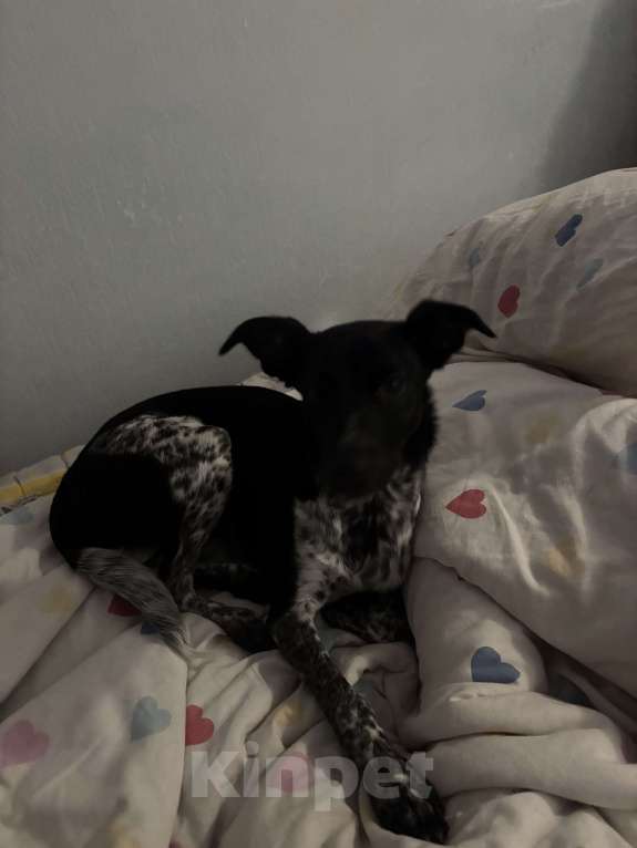 Собаки в Екатеринбурге: Отдадим собачку в хорошие руки! Девочка, Бесплатно - фото 3