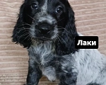 Собаки в Миассе: Щенки русского охотничьего спаниеля Разнополые, 35 000 руб. - фото 1