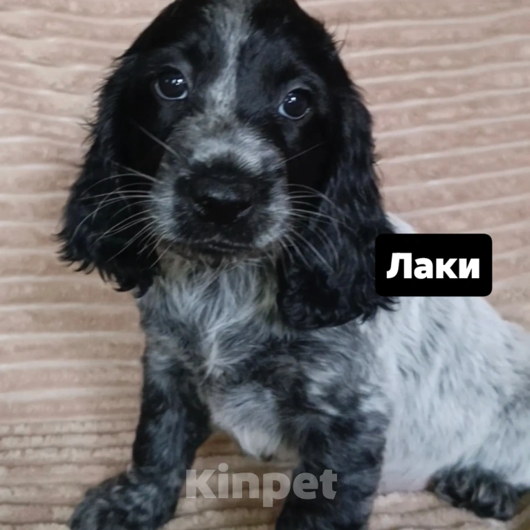 Собаки в Миассе: Щенки русского охотничьего спаниеля Разнополые, 35 000 руб. - фото 1
