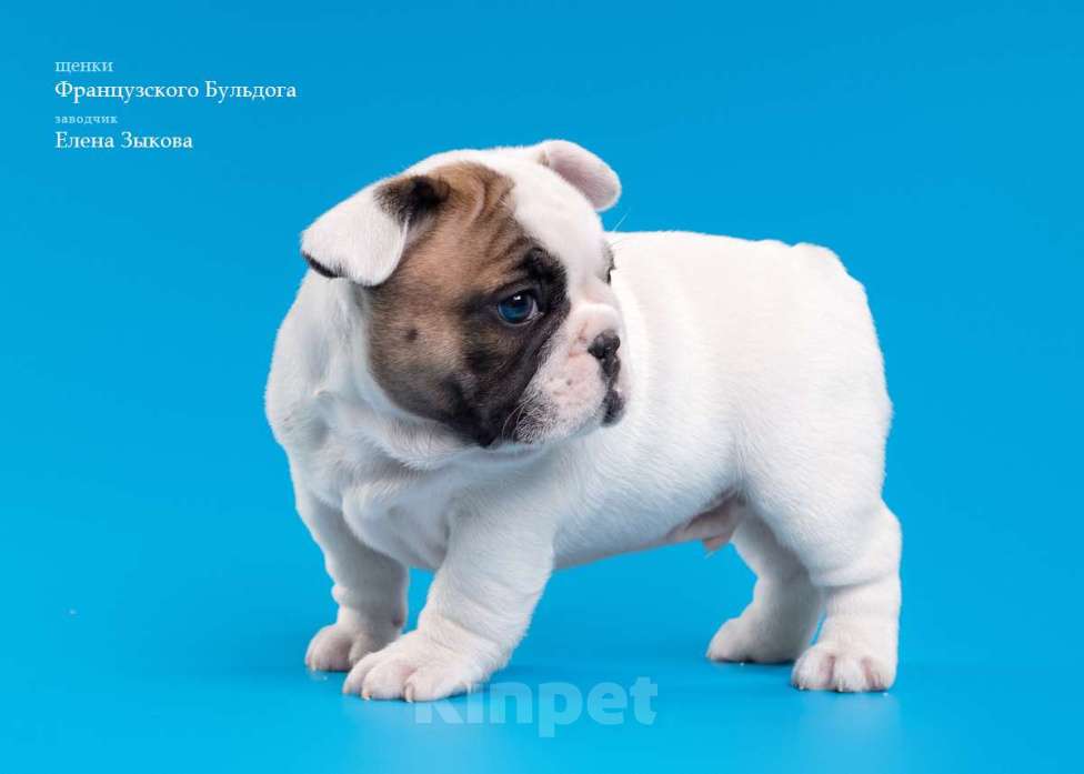 Собаки в Нижнем Новгороде: Предлагаю  к продаже щенков французского бульдога Мальчик, 45 000 руб. - фото 6