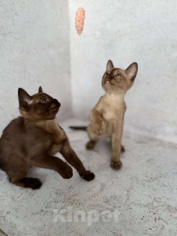 Кошки в Москве: Бурма окрас соболь!  Девочка, 40 000 руб. - фото 3