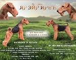 Собаки в Ярославле: Щенки эрдельтерьера Мальчик, Бесплатно - фото 2