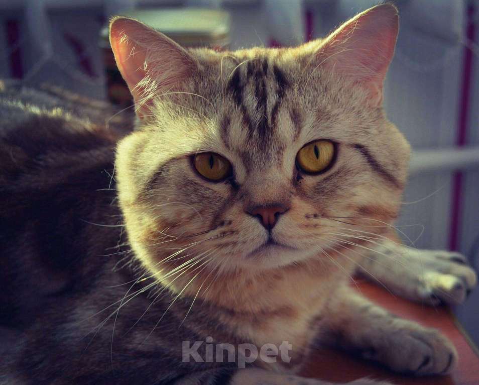 Кошки в Волжске: Кот на вязку, 900 руб. - фото 1